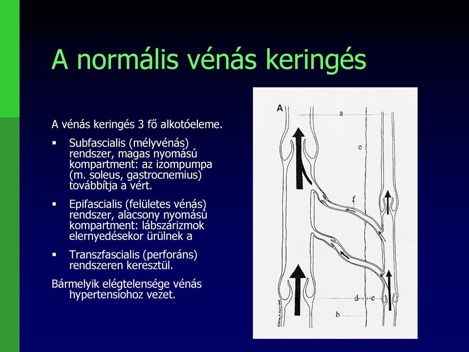 soleus, gastrocnemius) továbbítja a vért.