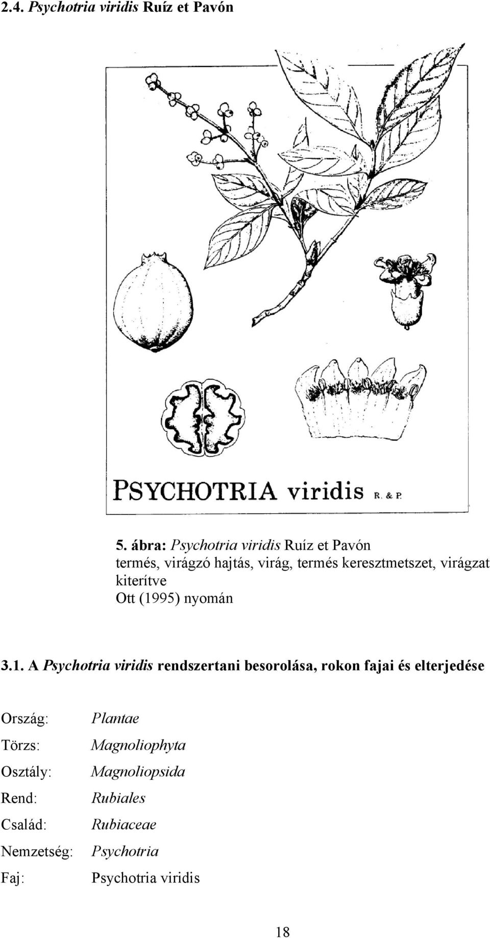 virágzat kiterítve Ott (19