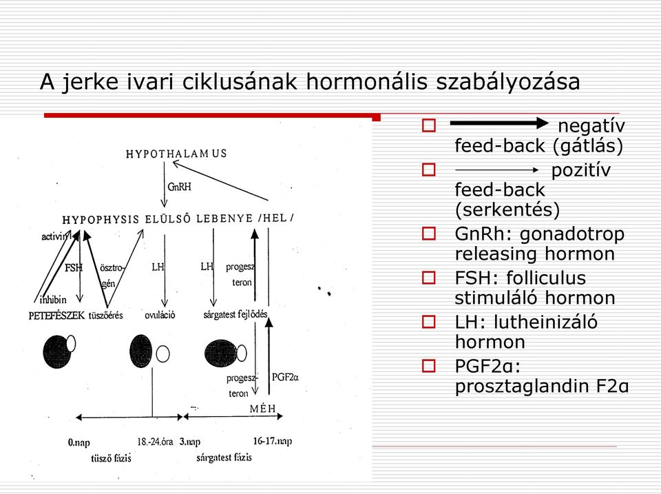 (serkentés) GnRh: gonadotrop releasing hormon FSH: