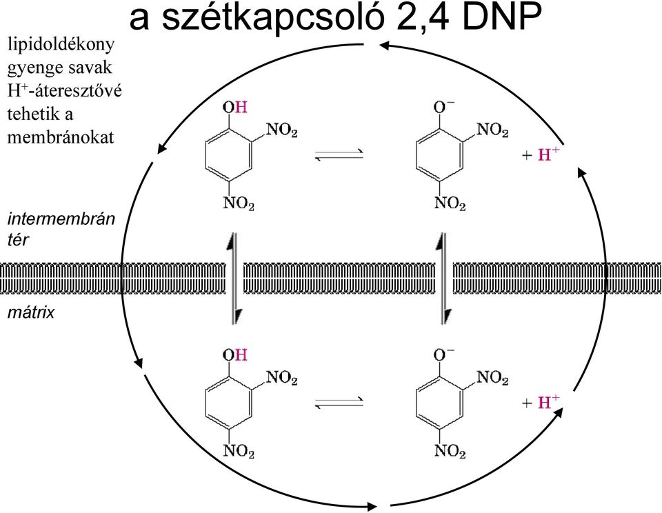 A légzési lánc és az oxidatív foszforiláció - PDF Ingyenes letöltés