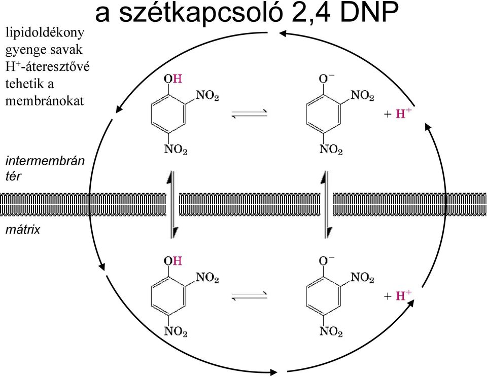 membránokat a szétkapcsoló