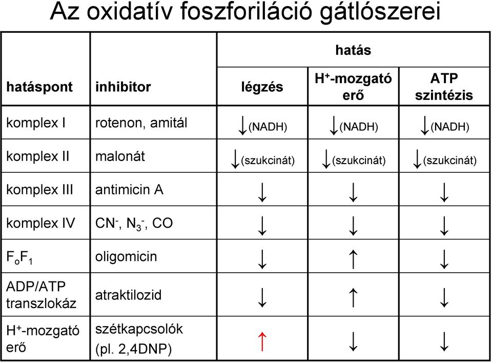 (szukcinát) (szukcinát) (szukcinát) komplex III antimicin A komplex IV CN -, N 3-, CO F