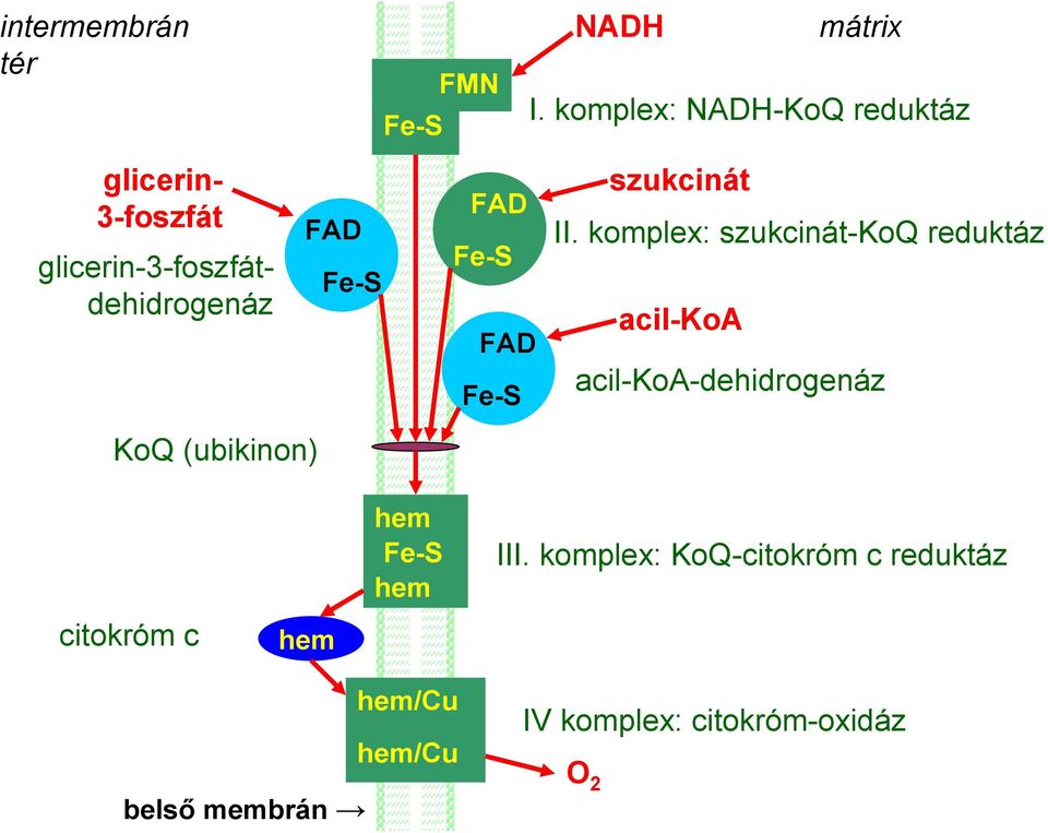 A légzési lánc és az oxidatív foszforiláció - PDF Ingyenes letöltés