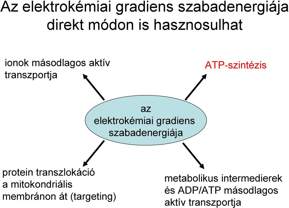 gradiens szabadenergiája protein transzlokáció a mitokondriális membránon