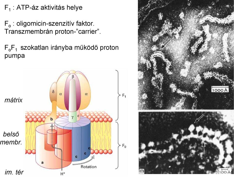 Transzmembrán proton- carrier.