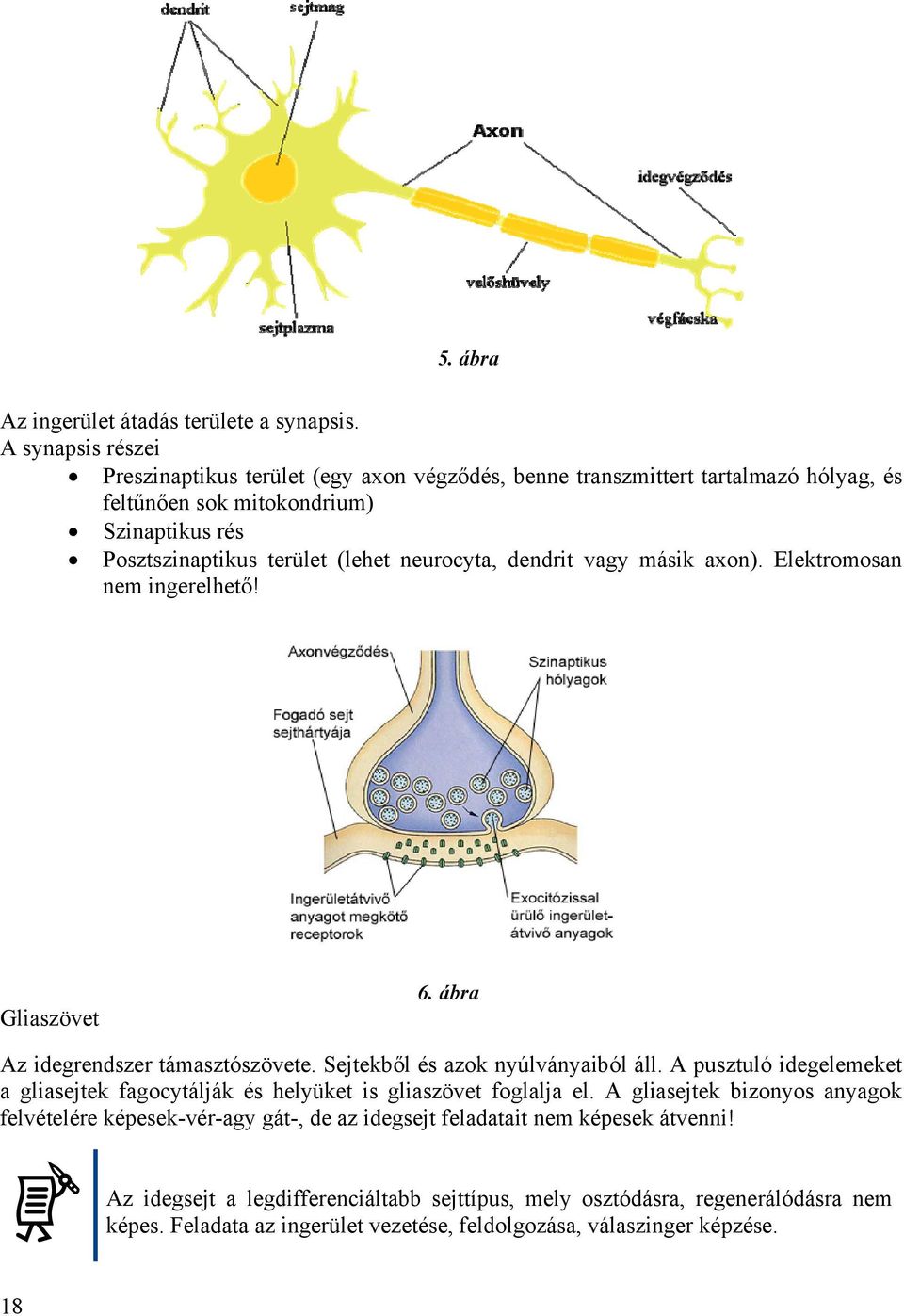 neurocyta, dendrit vagy másik axon). Elektromosan nem ingerelhető! Gliaszövet 6. ábra Az idegrendszer támasztószövete. Sejtekből és azok nyúlványaiból áll.