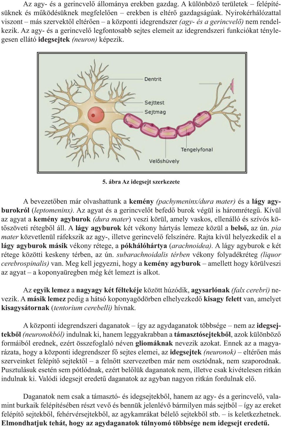 Az agy- és a gerincvelő legfontosabb sejtes elemeit az idegrendszeri funkciókat ténylegesen ellátó idegsejtek (neuron) képezik. 5.