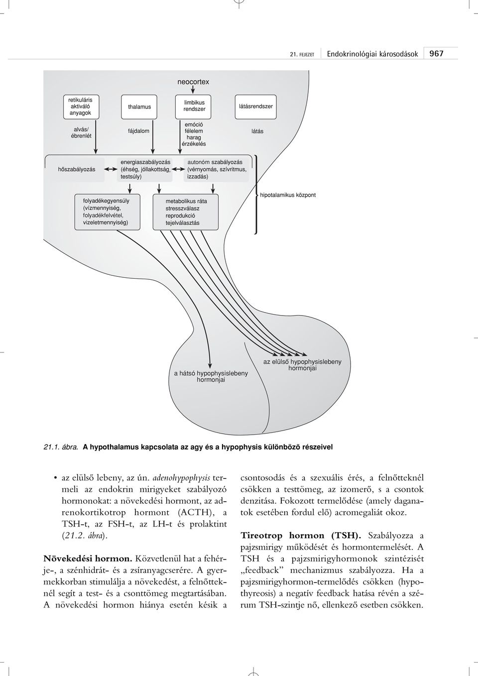 adenohypophysis termeli az endokrin mirigyeket szabályozó hormonokat: a növekedési hormont, az adrenokortikotrop hormont (ACTH), a TSH-t, az FSH-t, az LH-t és prolaktint (21.2. ábra).