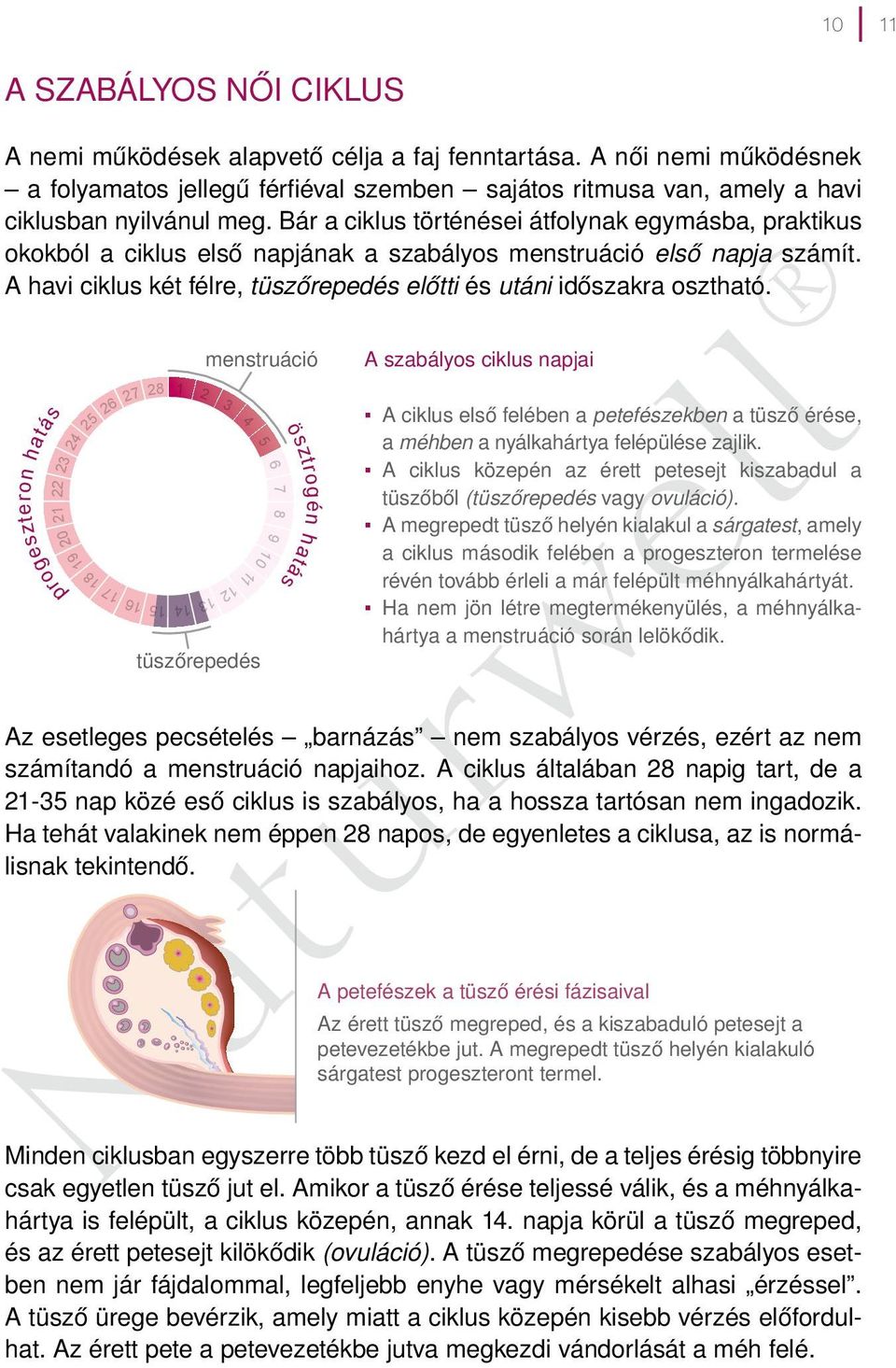 Bár a ciklus történései átfolynak egymásba, praktikus okokból a ciklus első napjának a szabályos menstruáció első napja számít.
