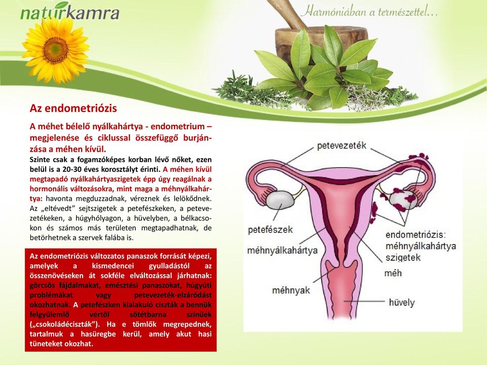 A méhen kívül megtapadó nyálkahártyaszigetek épp úgy reagálnak a hormonális változásokra, mint maga a méhnyálkahártya: havonta megduzzadnak, véreznek és lelökődnek.