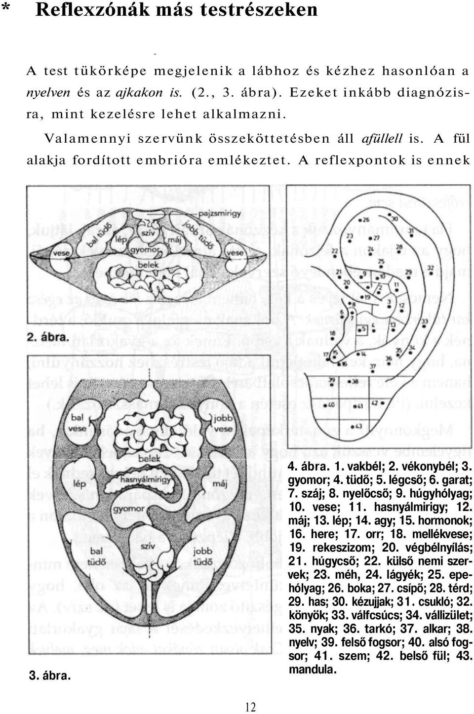garat; 7. száj; 8. nyelőcső; 9. húgyhólyag; 10. vese; 11. hasnyálmirigy; 12. máj; 13. lép; 14. agy; 15. hormonok; 16. here; 17. orr; 18. mellékvese; 19. rekeszizom; 20. végbélnyílás; 21. húgycső; 22.
