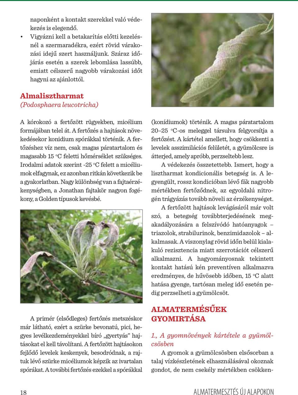 Almalisztharmat (Podosphaera leucotricha) A kórokozó a fertőzött rügyekben, micélium formájában telel át. A fertőzés a hajtások növekedésekor konidium spórákkal történik.