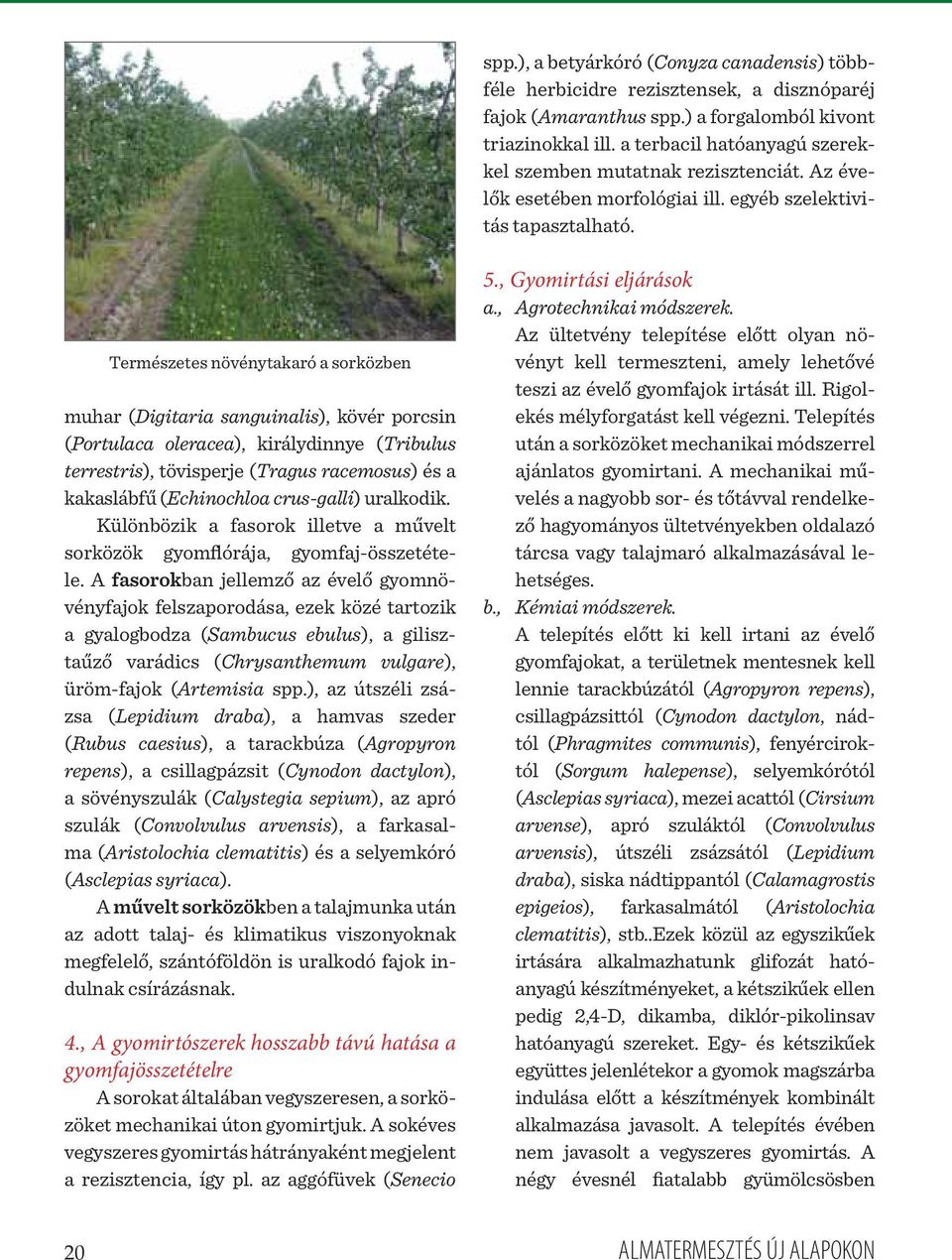 Természetes növénytakaró a sorközben muhar (Digitaria sanguinalis), kövér porcsin (Portulaca oleracea), királydinnye (Tribulus terrestris), tövisperje (Tragus racemosus) és a kakaslábfű (Echinochloa