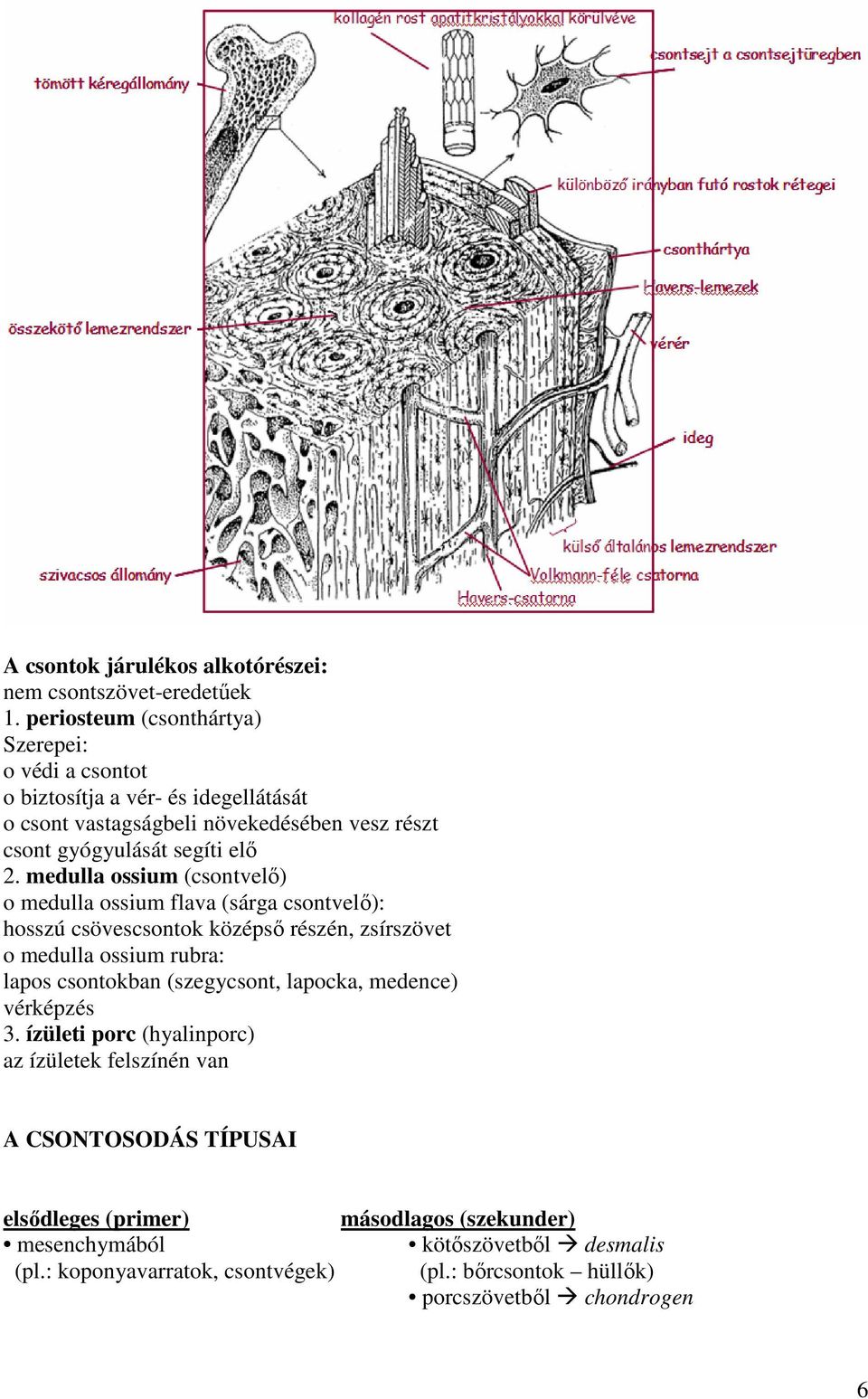 medulla ossium (csontvelő) o medulla ossium flava (sárga csontvelő): hosszú csövescsontok középső részén, zsírszövet o medulla ossium rubra: lapos csontokban