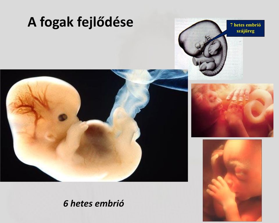hetes embrió