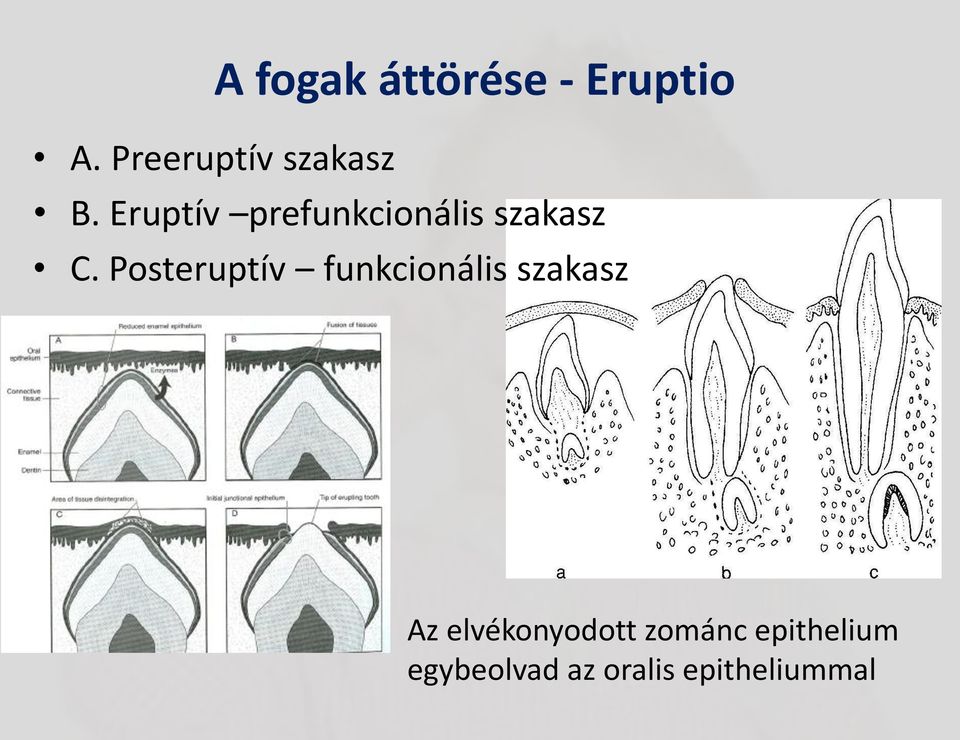 Eruptív prefunkcionális szakasz C.