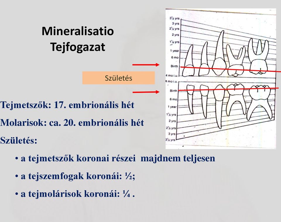 embrionális hét Születés: a tejmetszők koronai