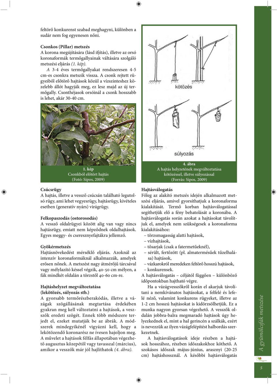 A 3-4 éves termőgallyakat rendszeresen 4-5 cm-es csonkra metszik vissza. A csonk rejtett rügyeiből előtörő hajtások közül a vízszinteshez közelebb állót hagyják meg, ez lesz majd az új termőgally.