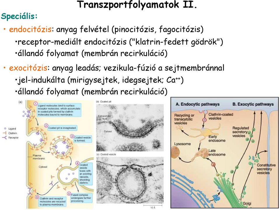 endocitózis ("klatrin-fedett gödrök") állandó folyamat (membrán recirkuláció)