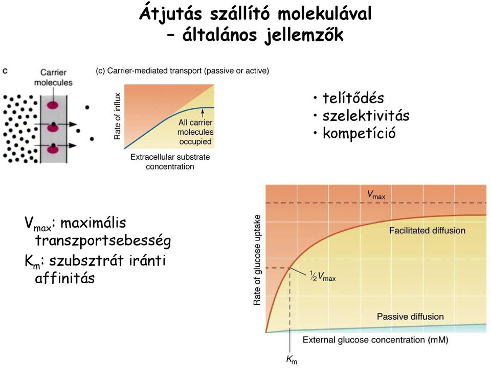 kompetíció V max : maximális