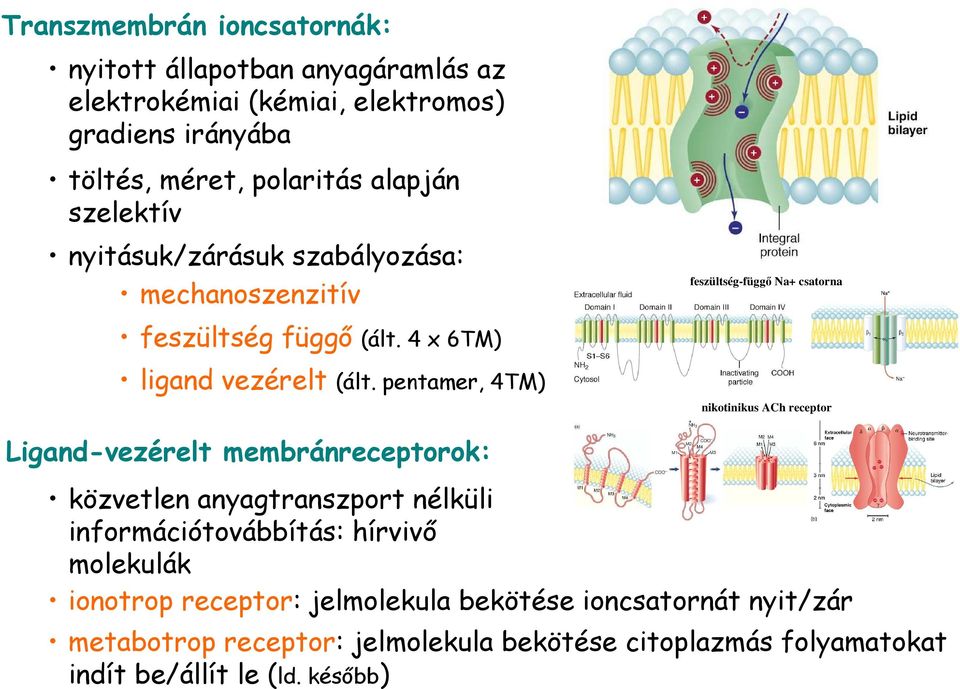 pentamer, 4TM) feszültség-függı Na+ csatorna nikotinikus ACh receptor Ligand-vezérelt membránreceptorok: közvetlen anyagtranszport nélküli