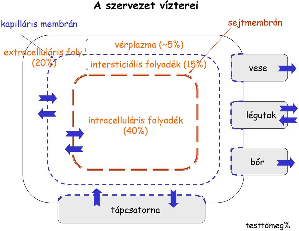 (20%) vérplazma (~5%) intersticiális folyadék