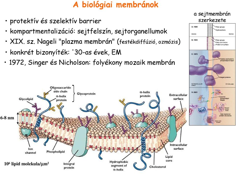 Nageli "plazma membrán" (festékdiffúzió, ozmózis) konkrét bizonyíték: '30-as