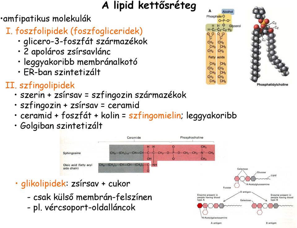 membránalkotó ER-ban szintetizált A lipid kettısréteg II.