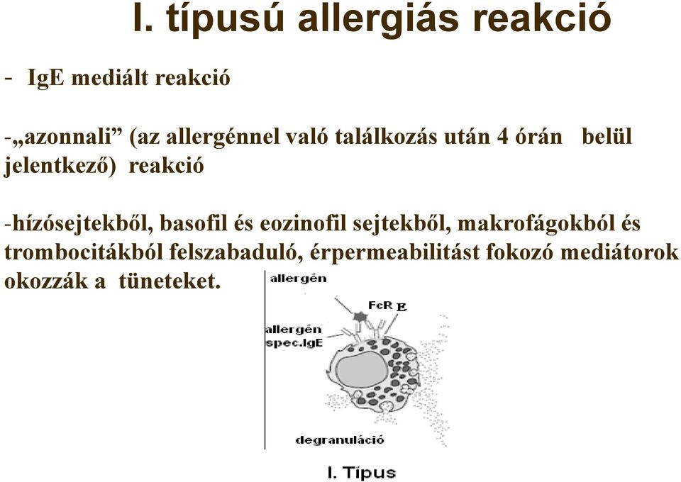 után 4 órán belül jelentkező) reakció -hízósejtekből, basofil és