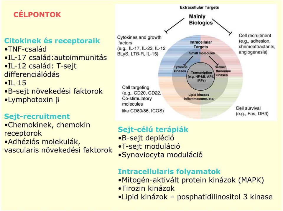 molekulák, vascularis növekedési faktorok Sejt-célú terápiák B-sejt depléció T-sejt moduláció Synoviocyta