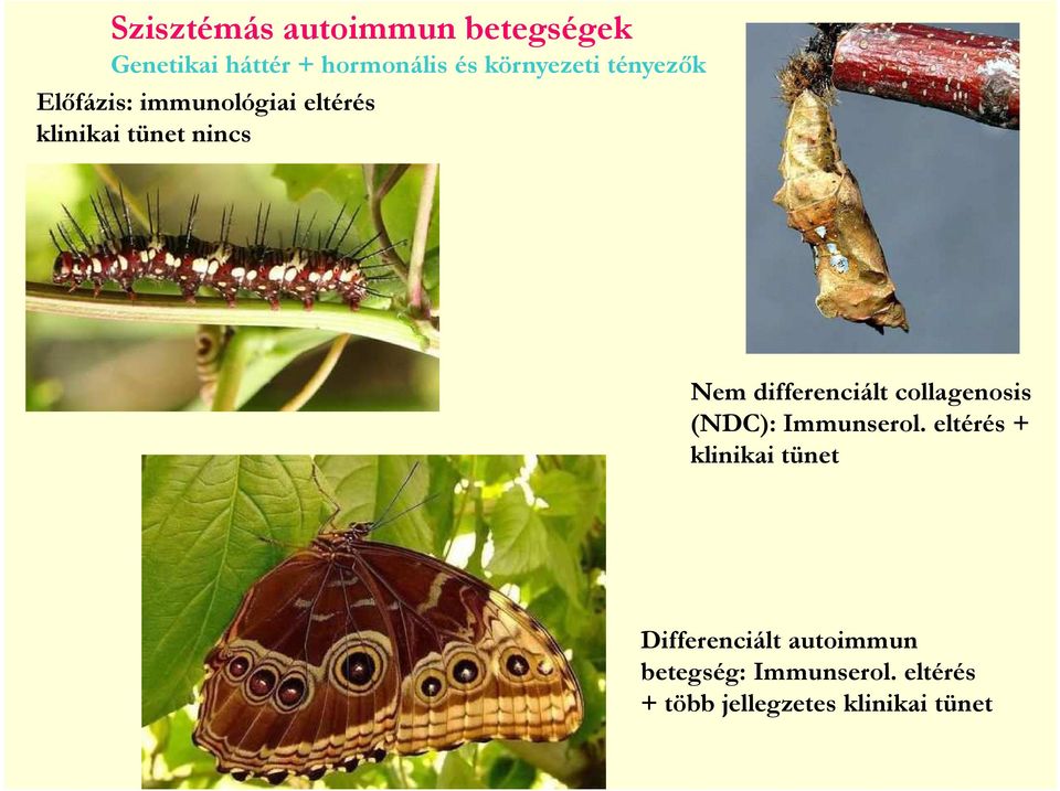 Nem differenciált collagenosis (NDC): Immunserol.