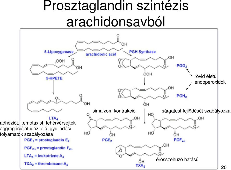 szabályozza adhéziót, kemotaxist, fehérvérsejtek