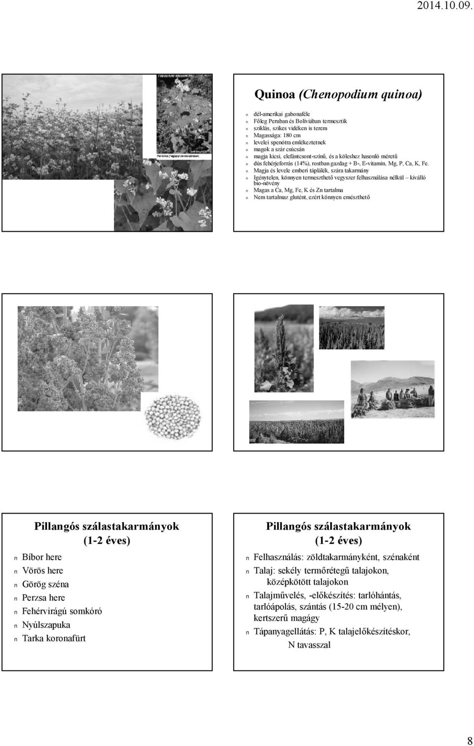 Magja és levele emberi táplálék, szára takarmány Igénytelen, könnyen termeszthető vegyszer felhasználása nélkül kiválló bio-növény Magas a Ca, Mg, Fe, K és Zn tartalma Nem tartalmaz glutént, ezért