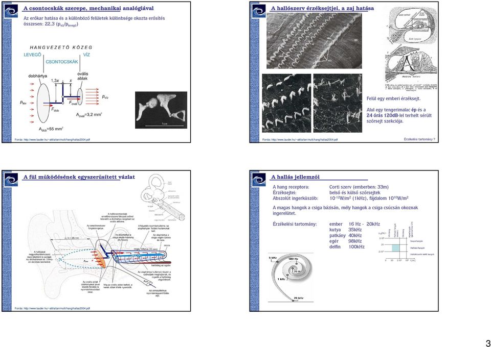 A ül működésének egyszerűsített vázlata A hallás jellemzői A hang receptora: Corti szerv (emberben: 33m) Érzéksejtei: belső és külső szőrsejtek Abszolút ingerküszöb: 10-12 W/m 2 (1kHz), ájdalom 10 10