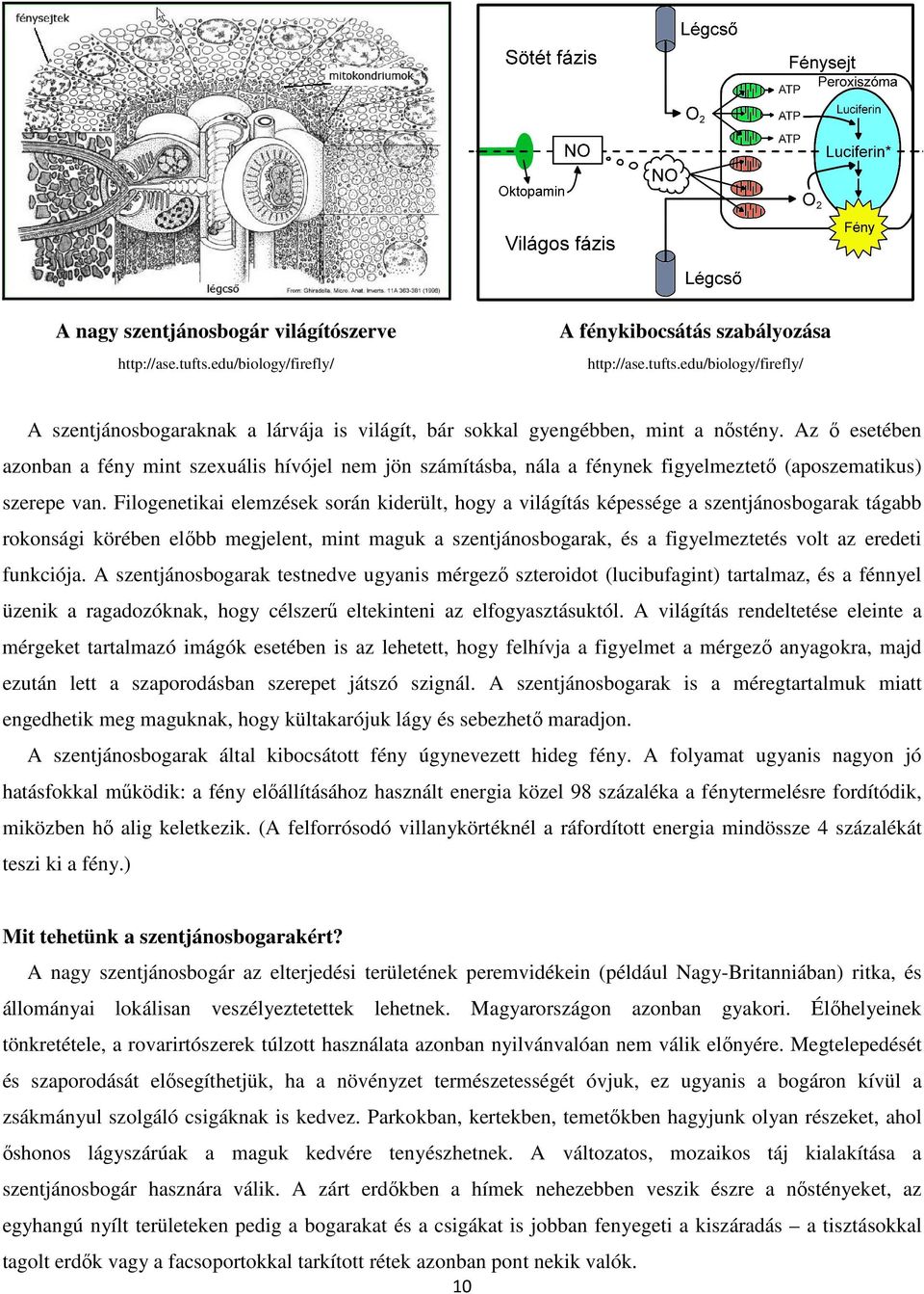 Filogenetikai elemzések során kiderült, hogy a világítás képessége a szentjánosbogarak tágabb rokonsági körében előbb megjelent, mint maguk a szentjánosbogarak, és a figyelmeztetés volt az eredeti