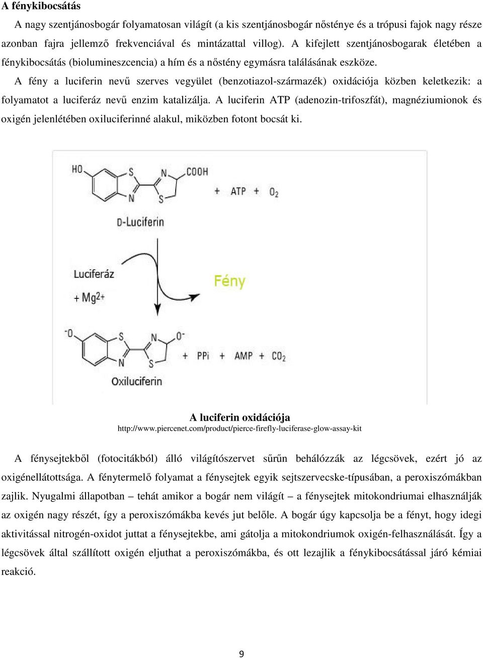 A fény a luciferin nevű szerves vegyület (benzotiazol-származék) oxidációja közben keletkezik: a folyamatot a luciferáz nevű enzim katalizálja.