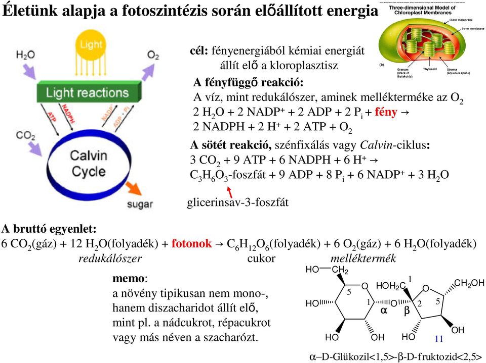 8 P i + 6 NADP + + 3 2 glicerinsav-3-foszfát A bruttó egyenlet: 6 2 (gáz) + 12 2 (folyadék) + fotonok 6 12 6 (folyadék) + 6 2 (gáz) + 6 2 (folyadék) redukálószer cukor melléktermék