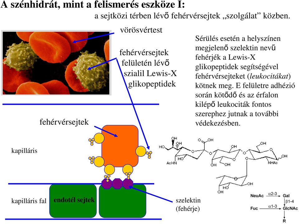 szelektin nevű fehérjék a Lewis-X glikopeptidek segítségével fehérvérsejteket (leukocitákat) kötnek meg.