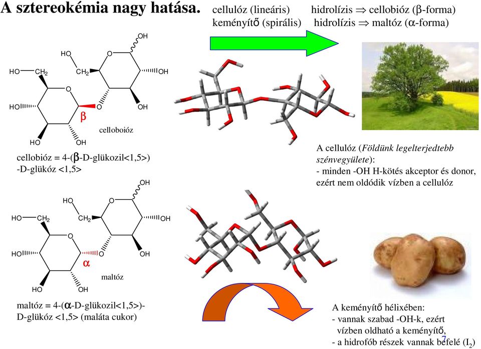 4-(β-D-glükozil<1,5>) -D-glükóz <1,5> celloboióz A cellulóz (Földünk legelterjedtebb szénvegyülete): - minden - -kötés akceptor