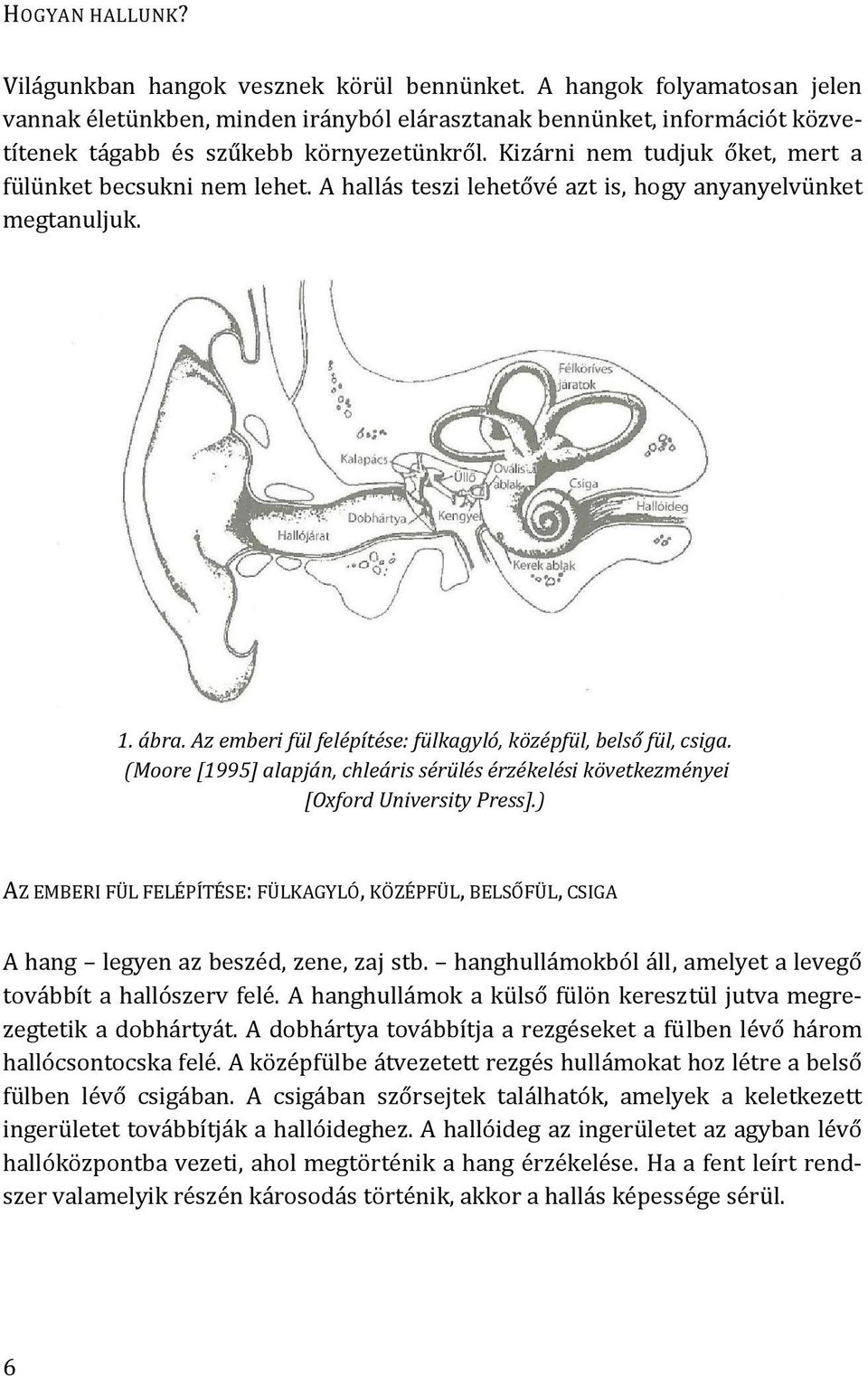 Kizárni nem tudjuk őket, mert a fülünket becsukni nem lehet. A hallás teszi lehetővé azt is, hogy anyanyelvünket megtanuljuk. 1. ábra. Az emberi fül felépítése: fülkagyló, középfül, belső fül, csiga.
