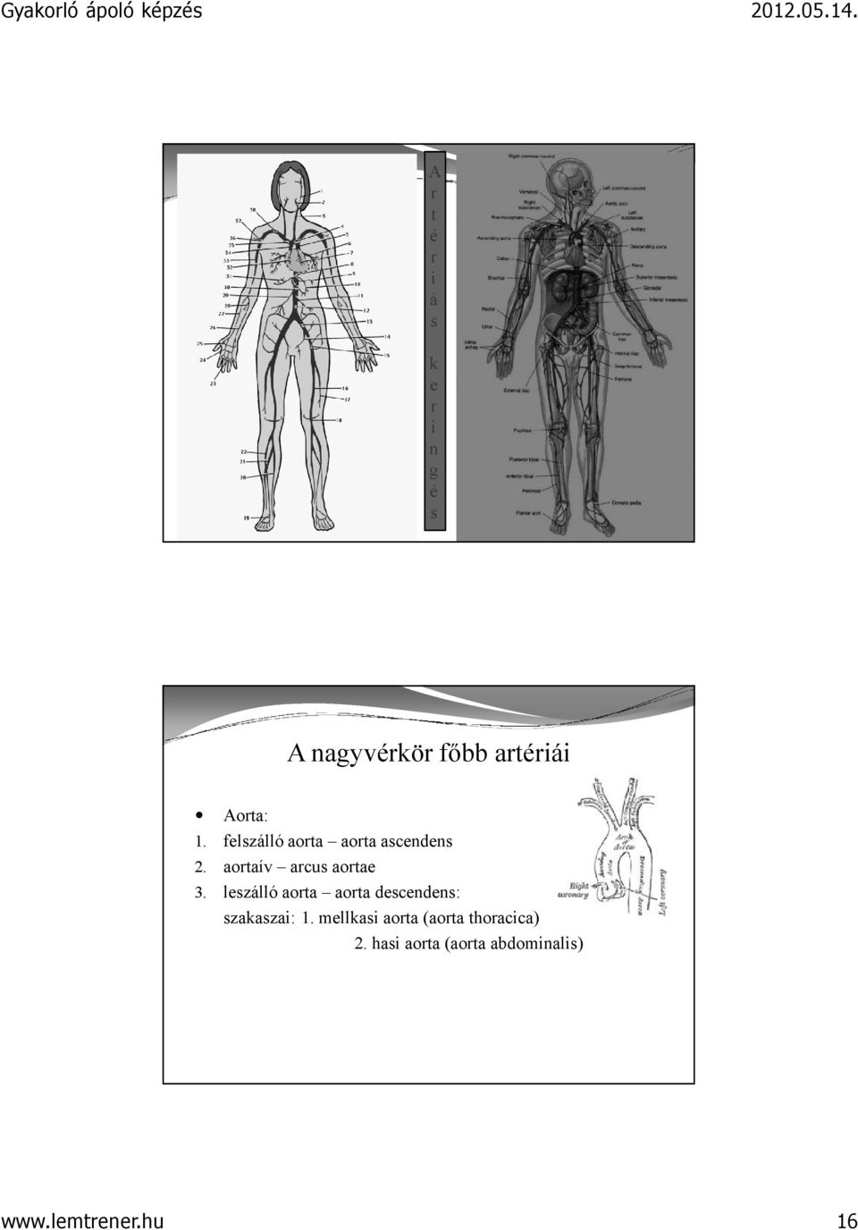 leszálló aorta aorta descendens: szakaszai: 1.