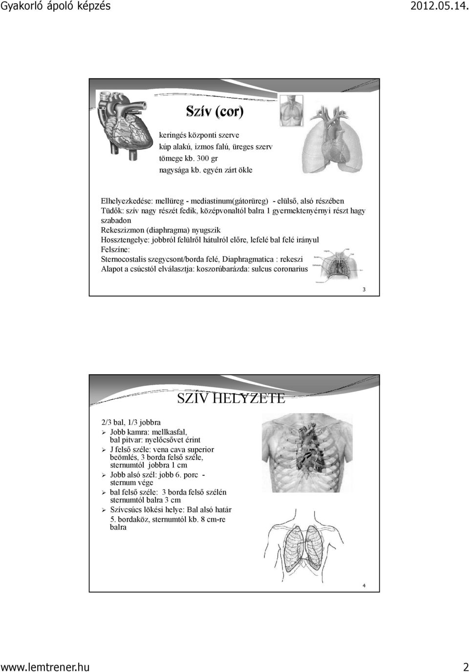 (diaphragma) nyugszik Hossztengelye: jobbról felülről hátulról előre, lefelé bal felé irányul Felszíne: Sternocostalis szegycsont/borda felé, Diaphragmatica : rekeszi Alapot a csúcstól elválasztja: