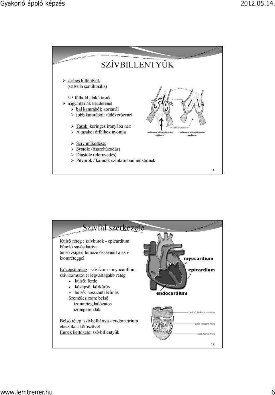 -epicardium Fénylő savós hártya belső zsigeri lemeze összenőtt a szív izomréteggel Középső réteg: szívizom -myocardium szívizomszövet legvastagabb réteg külső: ferde középső: