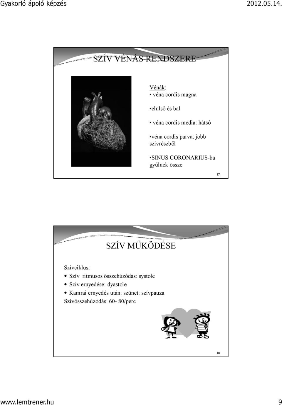 MŰKÖDÉSE Szívciklus: Szív ritmusos összehúzódás: systole Szív ernyedése: dyastole