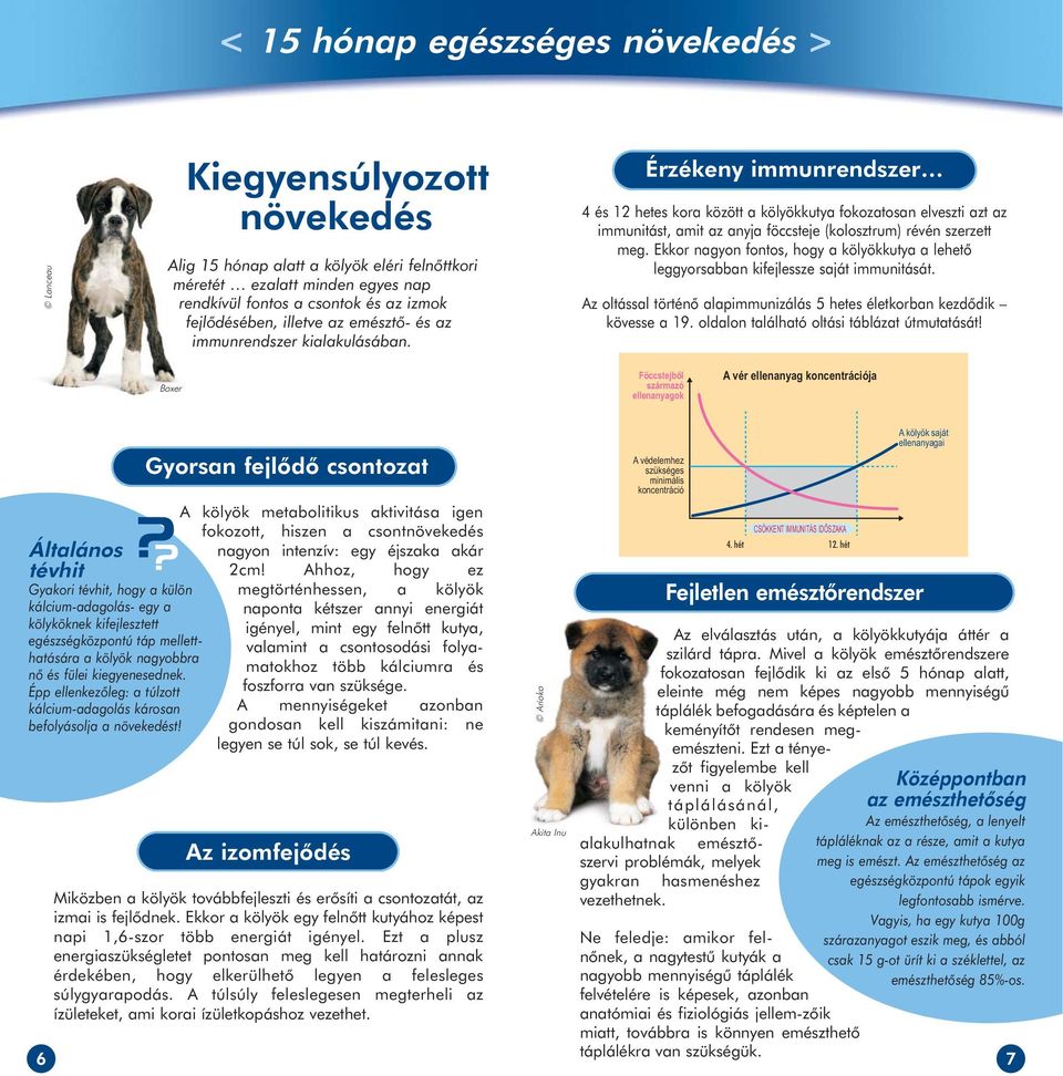 Érzékeny immunrendszer 4 és 12 hetes kora között a kölyökkutya fokozatosan elveszti azt az immunitást, amit az anyja föccsteje (kolosztrum) révén szerzett meg.