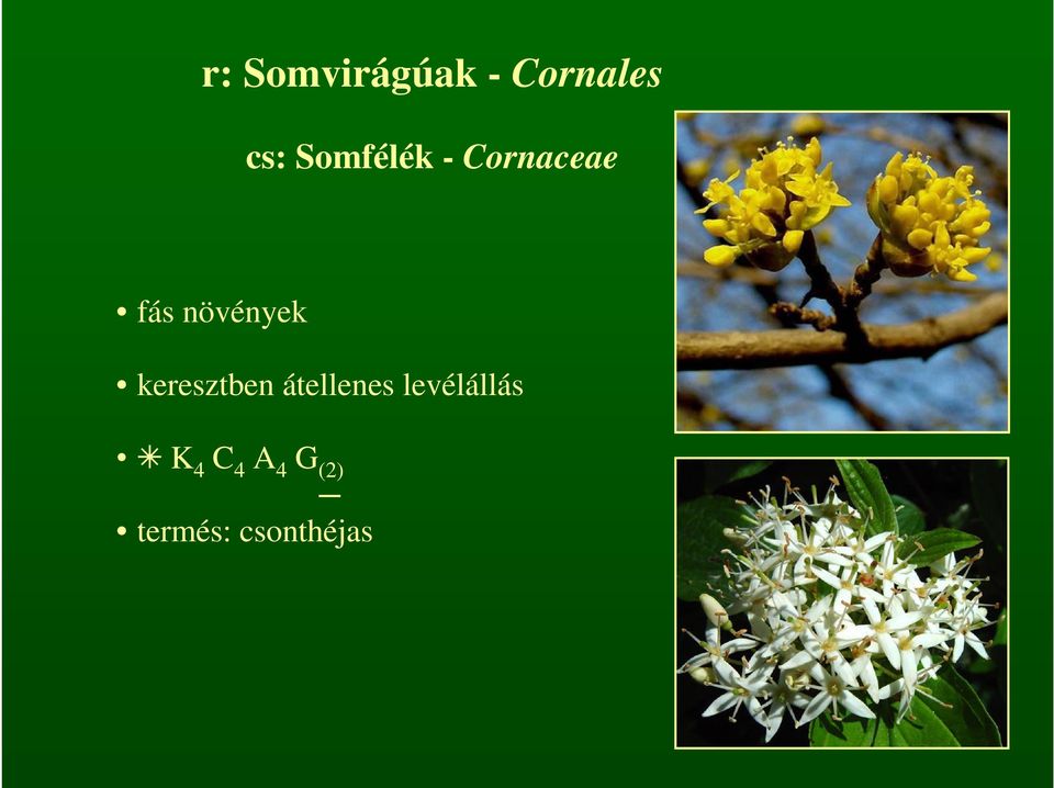 növények keresztben átellenes