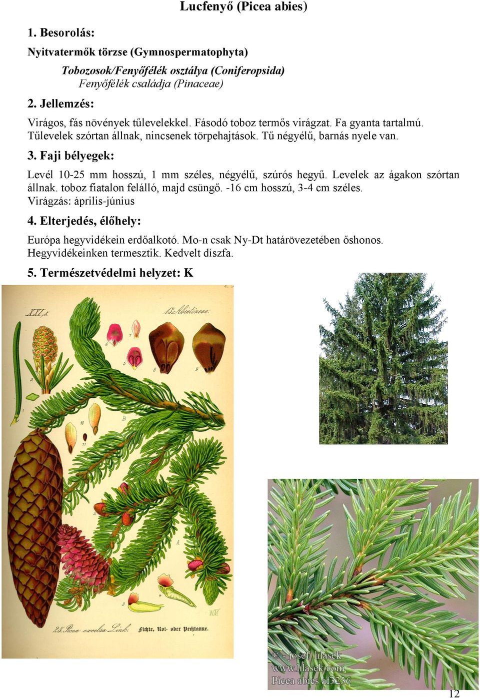 Levél 10-25 mm hosszú, 1 mm széles, négyélű, szúrós hegyű. Levelek az ágakon szórtan állnak. toboz fiatalon felálló, majd csüngő. -16 cm hosszú, 3-4 cm széles.