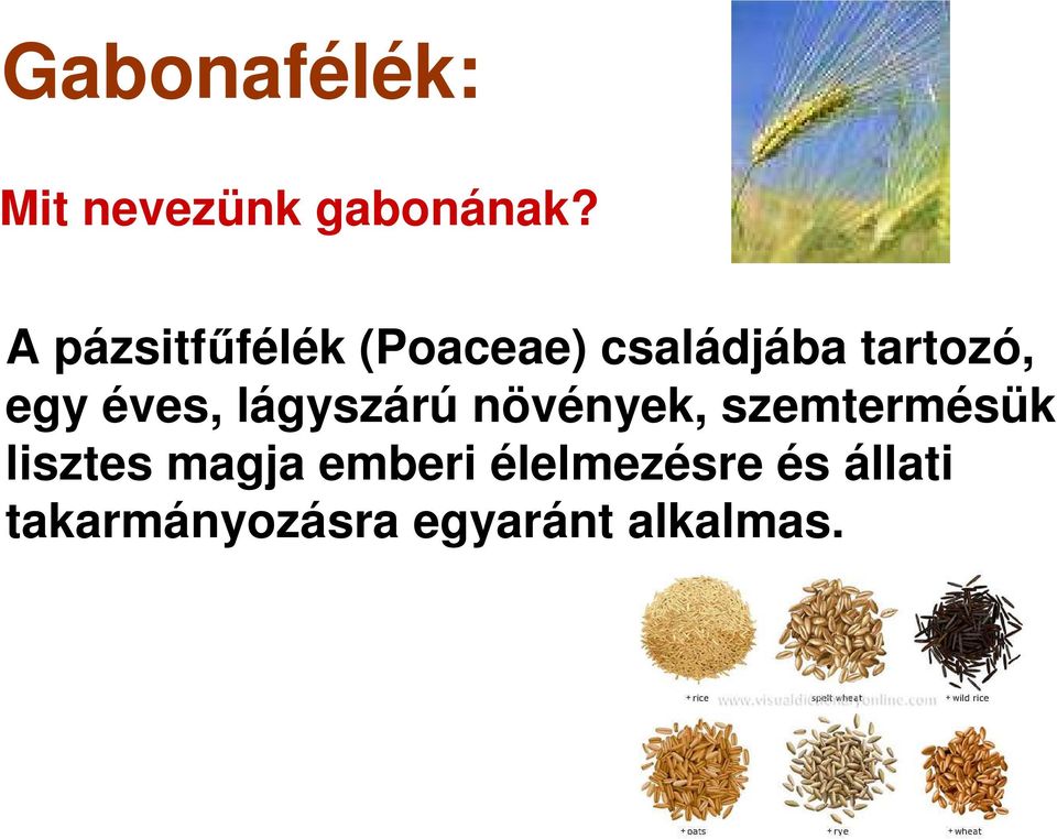 éves, lágyszárú növények, szemtermésük lisztes