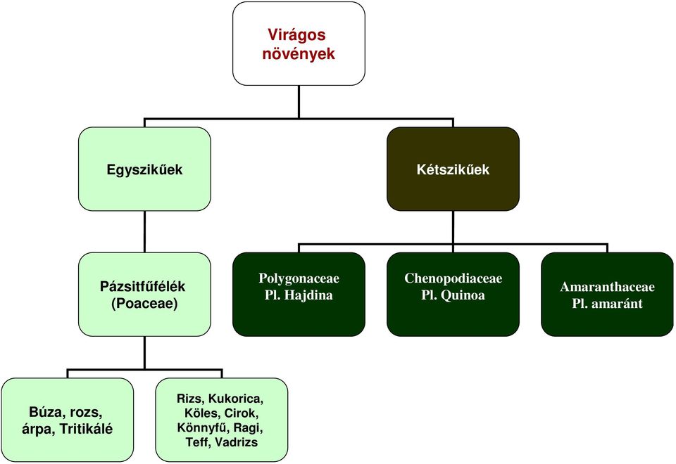 MAGAS SZÉNHIDRÁT-TARTALMÚ ÉLELMIANYAGOK. GABONAFÉLÉK, MALOMIPARI-  SÜTİIPARI- és TÉSZTAIPARI TERMÉKEK - PDF Ingyenes letöltés