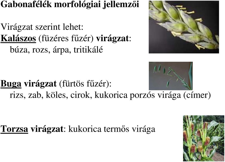 tritikálé Buga virágzat (fürtös főzér): rizs, zab, köles,